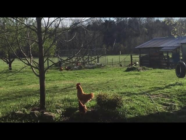 Breaking up a Cock Fight