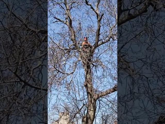 Обрезка деревьев / Tree pruning