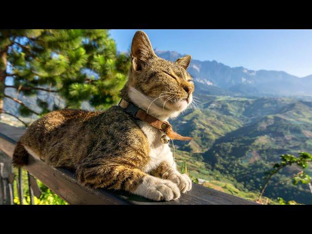 Music for Cats  Good Sleep Music and Stress Relief Music for cats, Music that cats like