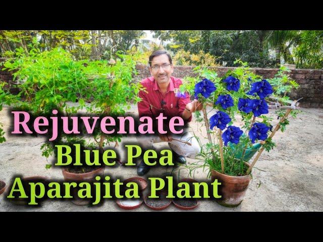 Rejuvenate your old Blue Pea or Aparajita Plant to get Enormous Blooming Again and Again