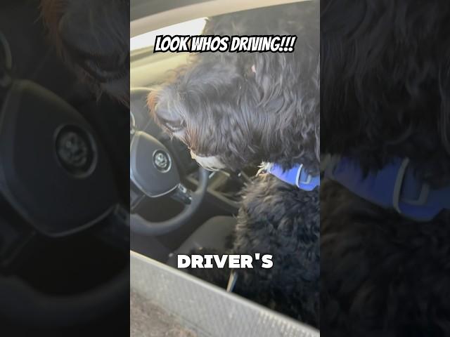 He heard “no pup cup” and decided to drive himself there.. #shorts #dog