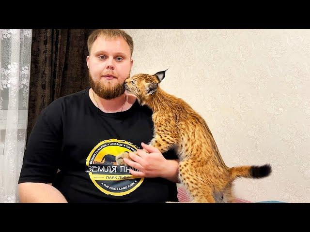 УРА! Рысь Дива ОСТАЛАСЬ В ЖИВЫХ! Было плохо, но она ОЧЕНЬ хочет жить! Очень испугались за неё ️