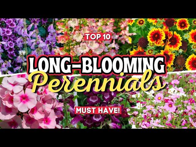 10 Long Blooming Perennial Flowers: Add Vibrant Colors to Your Garden All Season Long 