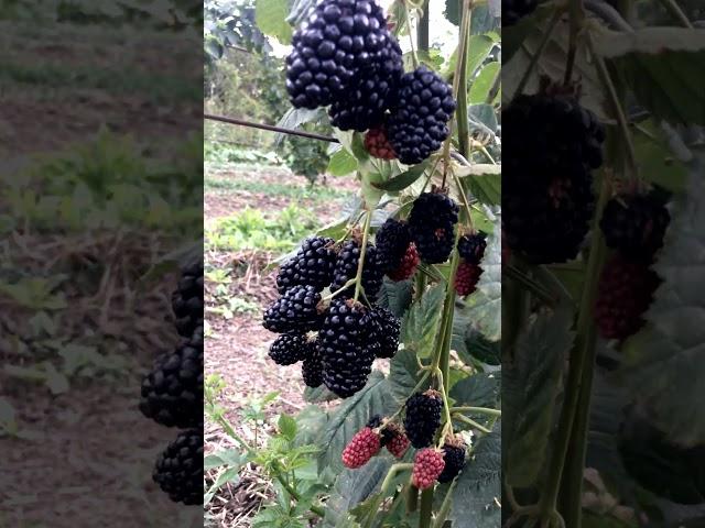 Ежевика Натчез  #strawberry #малина #garden #малина #малина2 #fruit #малина2 #малинуа #сад