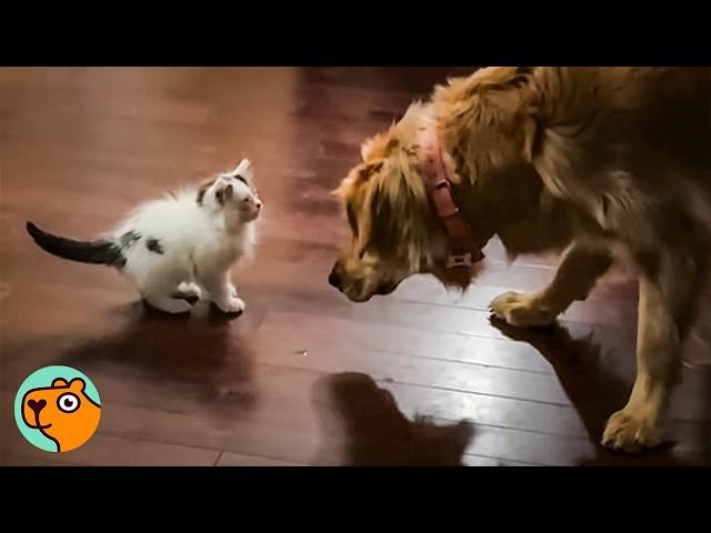 Tiny Kitten Bosses Around The Big Dogs | Cuddle Buddies