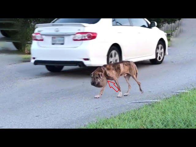 No one stopped to help…He hid in pain, swollen neck,  starved—just waiting to end in silent!