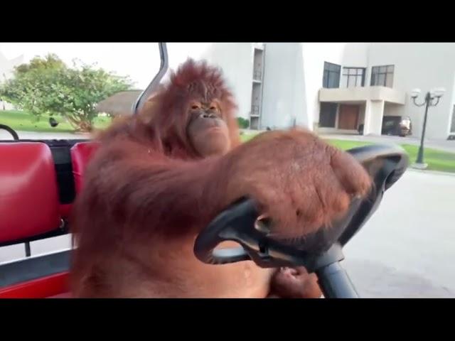 Orangutan Driving Golf Cart