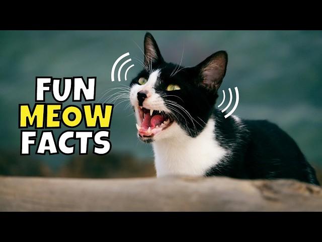 8 Fun Facts About Your Cat’s Meow (#1 is Surprising)