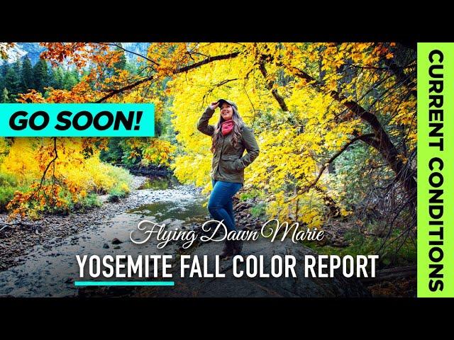 279: Yosemite Fall Colors Report 11/1/24 **GO SOON** (Yosemite National Park Fall Foliage)