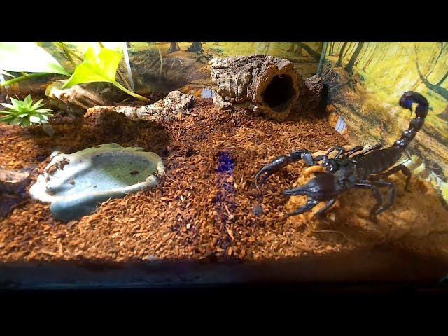 Heterometrus silenus (Vietnamese forest spirit scorpion) feeding in his new natural terrarium