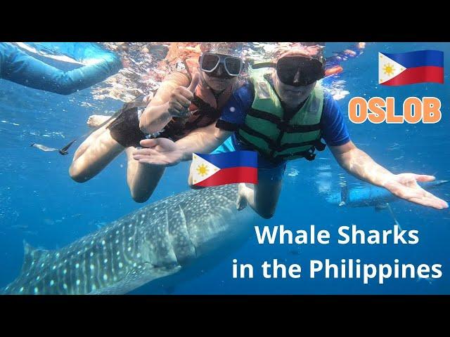 Whale Sharks watching. Incredible experience Oslob. Cebu. PHILIPPINES 2024