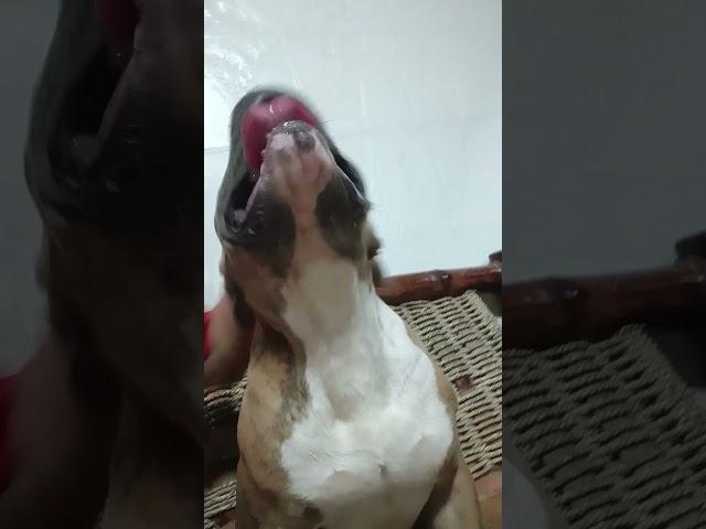 Oil test  #foryou #fürdich #fy #dog #rafi #singersongwriter