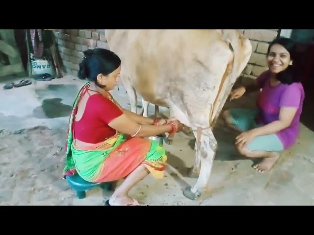 #viralvideo//cow milking village life vlog/