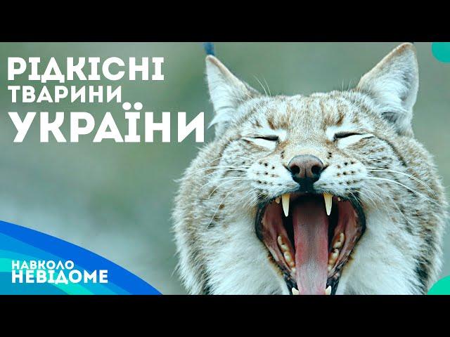 Збереження Унікальних Видів: 10 Маловідомих Тварин України.