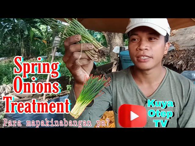 How to make a treatment for Spring Onions.../ Kuya Otep TV