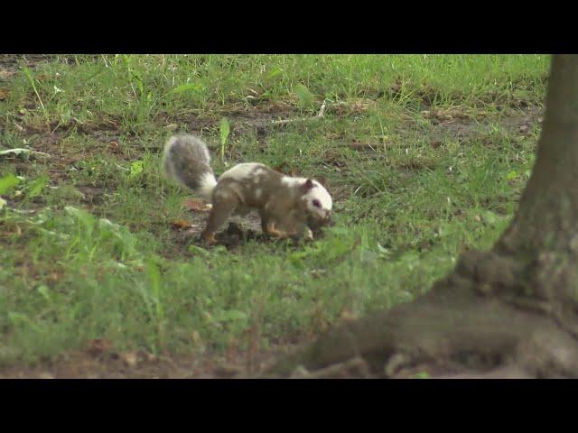 Rare squirrel spotted on University of Illinois campus