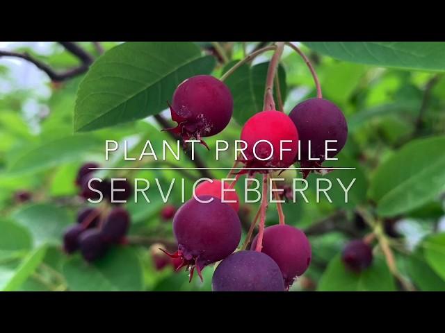 Serviceberry Plant Profile