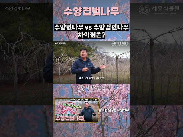 수양벚나무와 수양겹벚나무의 차이점은 무엇일까? #수양겹벚나무 #수양벚나무 #벚꽃나무 #벚나무 #세종식물원