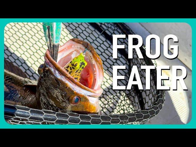 Scouting For A Snakehead Fishing Charter