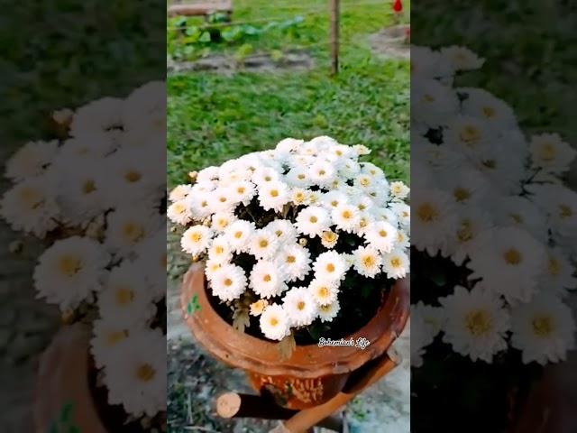 Chrysanthemum blooming #flowers #flowerlover #flowergarden #blooming #viralreels#shortsviral#garden