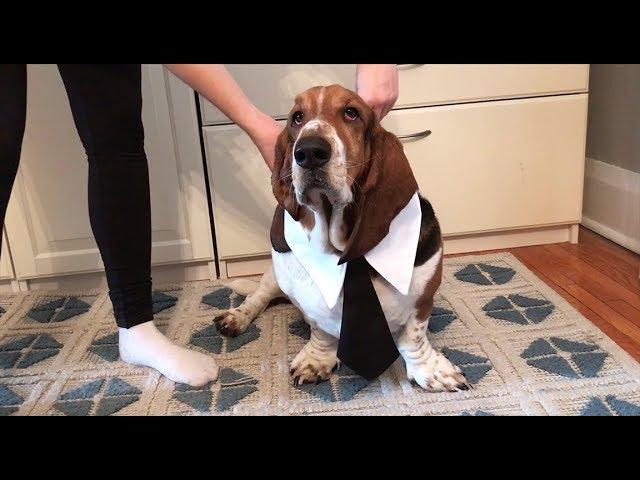 basset getting ready for work!