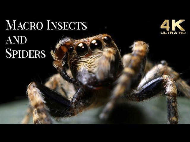 4K Insects Up Close with Amazing Insects World - Macro Insects TV Background - Fun Positive Music