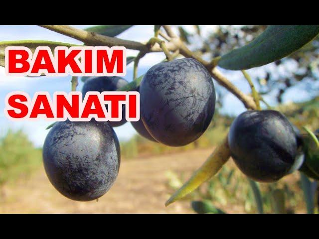 Zeytin Bahçelerinde Bakım Nasıl Yapılır? Her Cins Zeytin Bakımı Nasıl Yapılır?