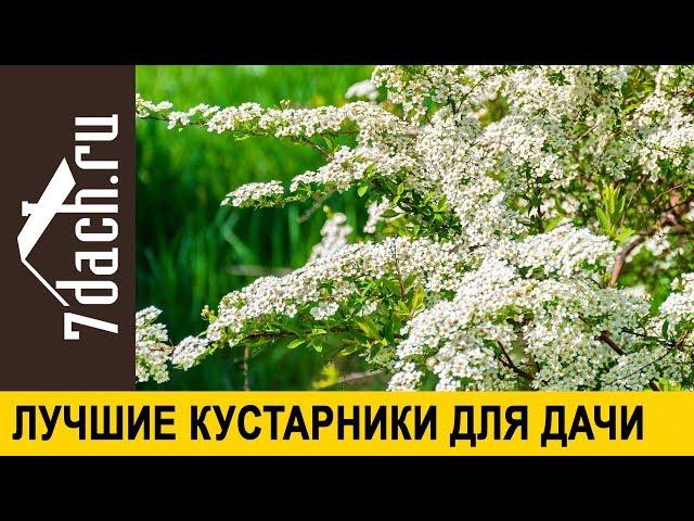  Лучшие декоративные кустарники для дачи - 7 дач