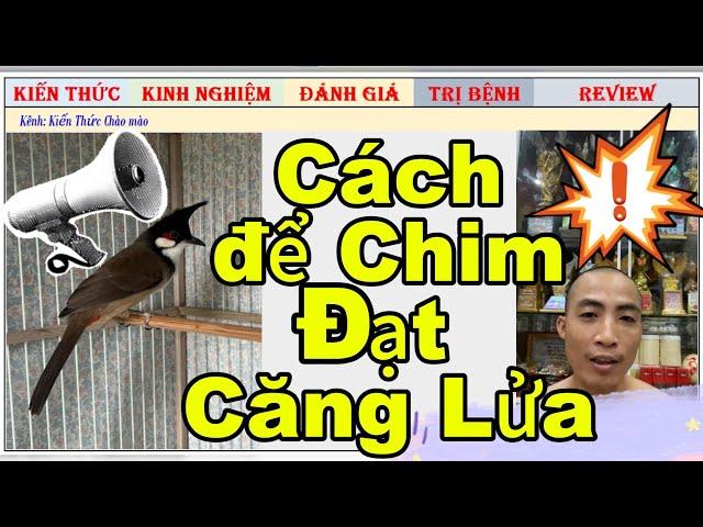 Kinh nghiệm cho chim chào mào vào Lửa cực kì hiệu quả từ Tiến Lập