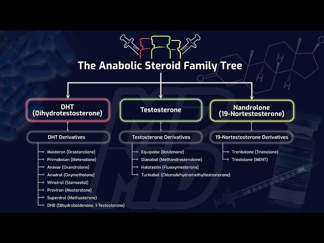 The Anabolic Steroid Family Tree - How Different Steroids Impact Muscle Building & Performance