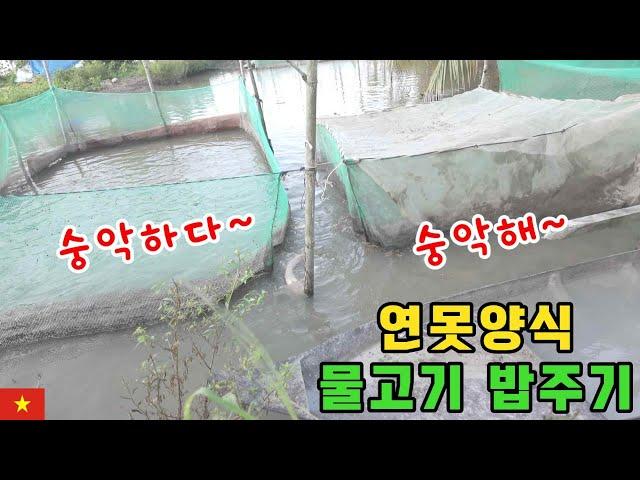 [베트남양식업] 베트남시골에서 물고기를 양식하는 방법과전략~! (kiengiangtv)