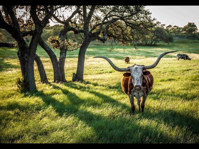 Dripping Springs Community Overview