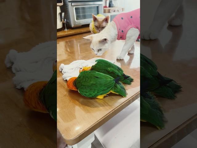 목욕은 이렇게 하는 겁니다ㅋㅋㅋ