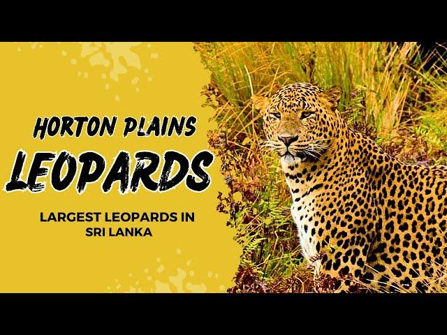 Leopards of Horton Plains | Sri Lanka