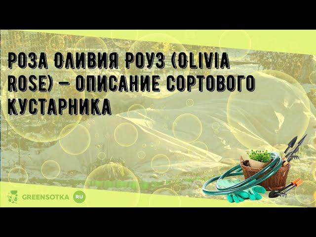 Роза Оливия Роуз (Olivia rose) — описание сортового кустарника