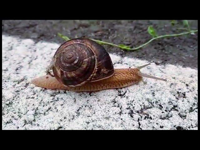 Close-up with a snail's pace over a patch of road | Melc pe sosea | 2023 | Romania