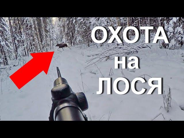 Охота НА ЛОСЯ. УДАЧНЫЙ выезд на охоту.