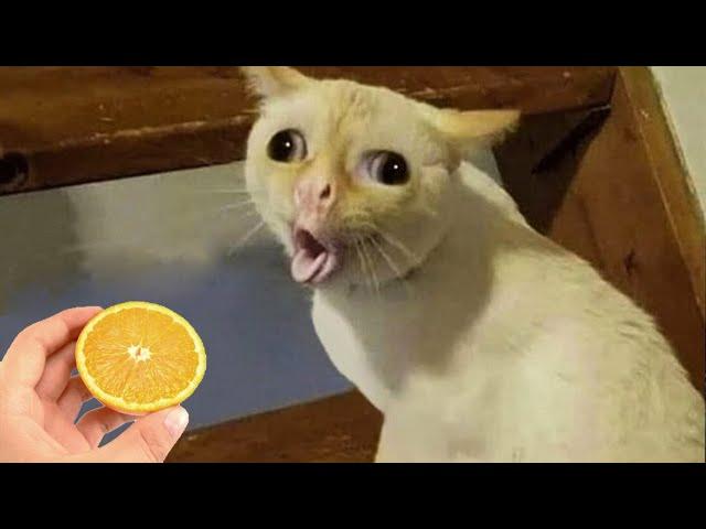 Funniest Animals  Best Funny Cats and Dogs Videos  Part 14