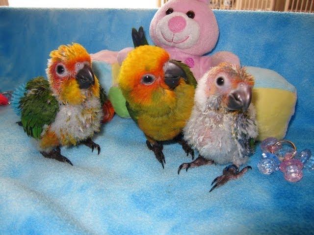 Rainbow Parrots Aviary  --  Sunday Conure Babies