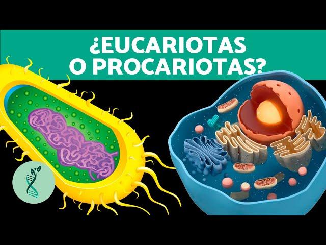 ¿Qué TIPOS de CÉLULAS existen?  (Características, Partes y Funciones de la Célula)