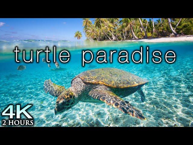 TURTLE PARADISE 4K Undersea Ambient Nature Relaxation Film + Jason Stephenson Meditation Music 