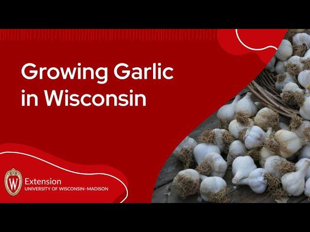 Growing Garlic in Wisconsin