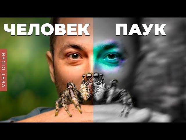 Пауки видят цвет иначе [Veritasium]