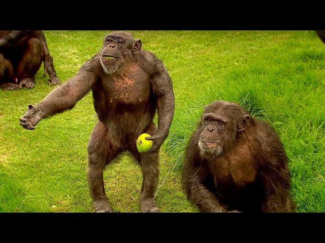 How to Speak Chimpanzee | Extraordinary Animals | BBC Earth