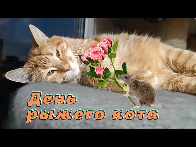 День рыжего кота.