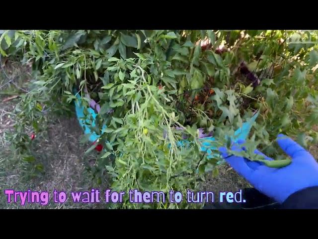 Garden Vlog Future Garden Plans, Adding Beds, But Hurt My Back, Again ‍️ #backyardgarden 