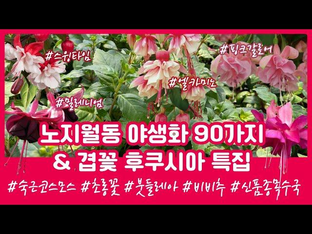 [05.17] 1년 내내 피어나는 겹꽃 후쿠시아 특집! 90가지 노지월동 야생화 소개 키우는방법 흰삭소롬 겹초롱 사라잔대 숙근코스모스 호스타 010.8446.1438 문자주문