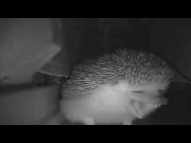 the hedgehog sneezed