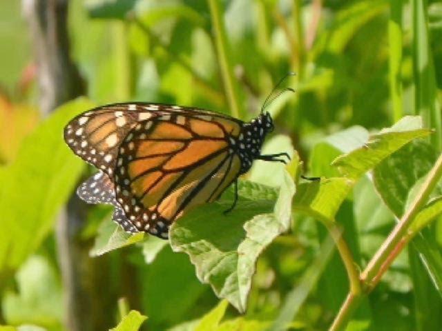 Brooklyn Park man looks to help dwindling monarch butterfly population