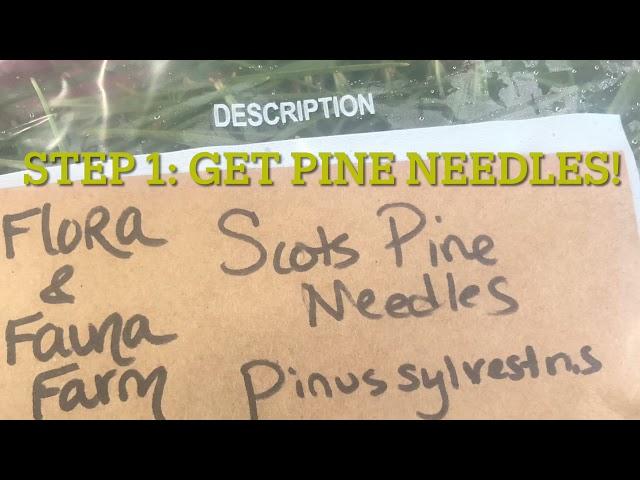 Pine needle tea kombucha recipe